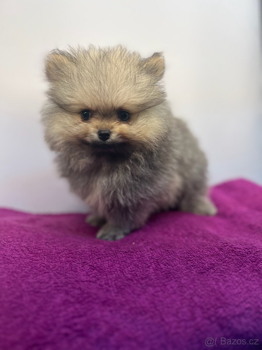 Pomeranian s PP