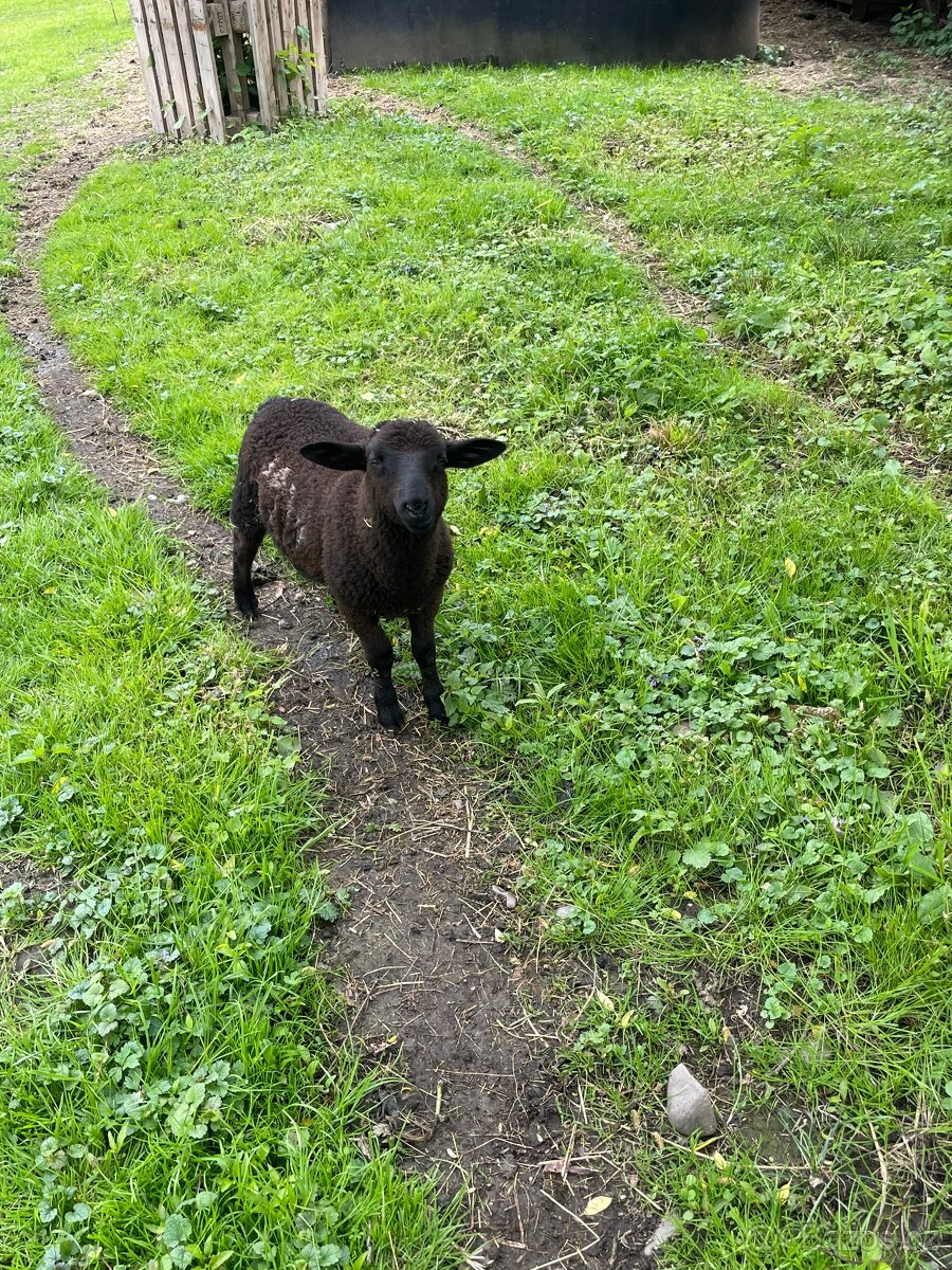 Beránek