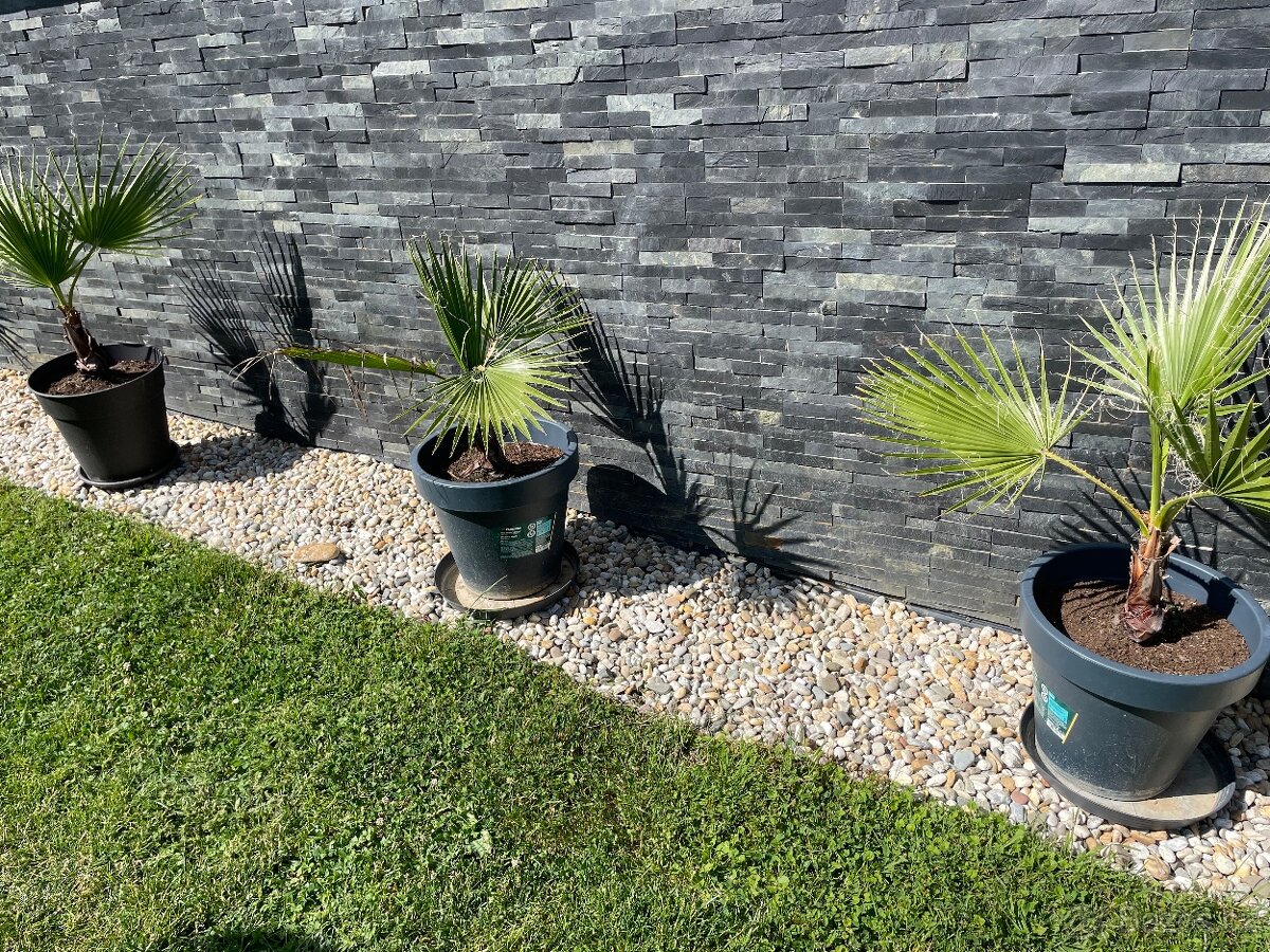 Palma Palmera Abanico