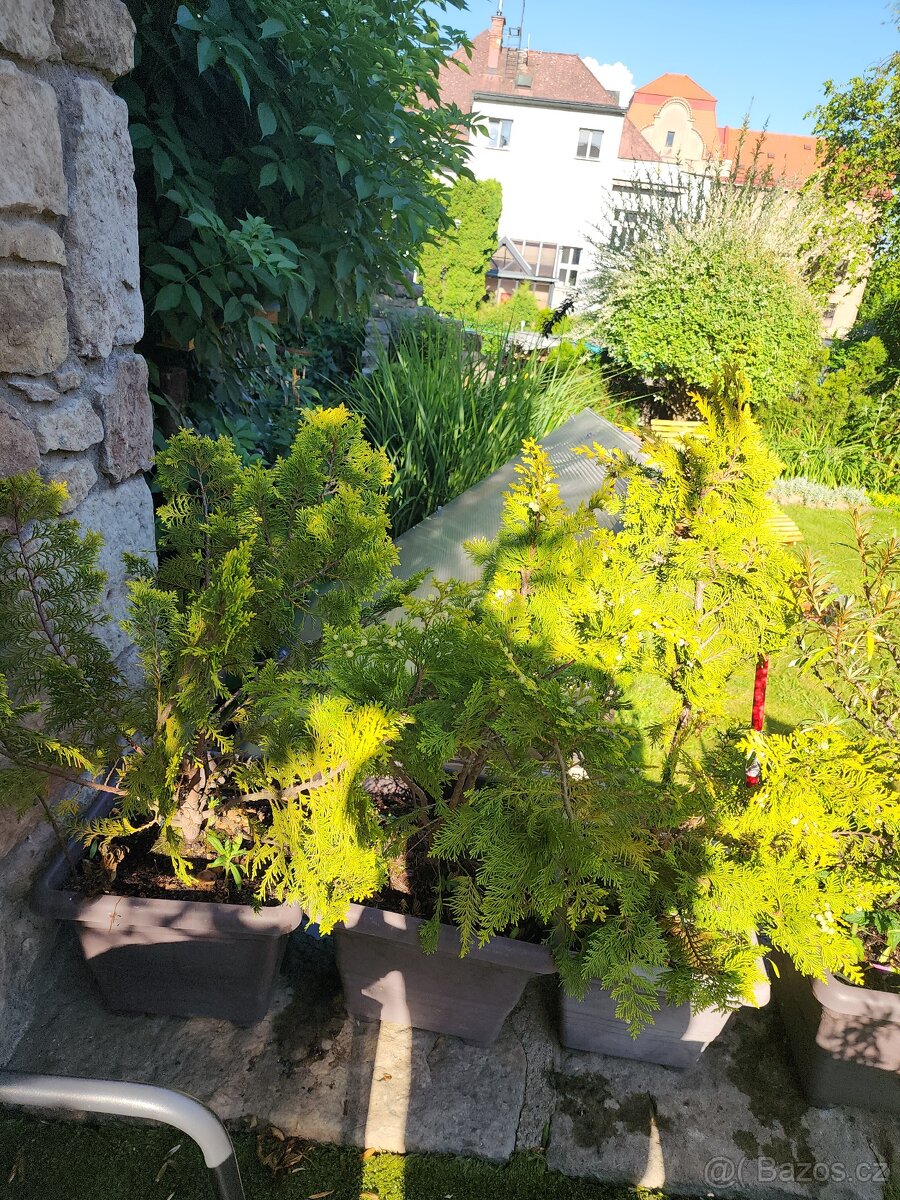 3x tuje