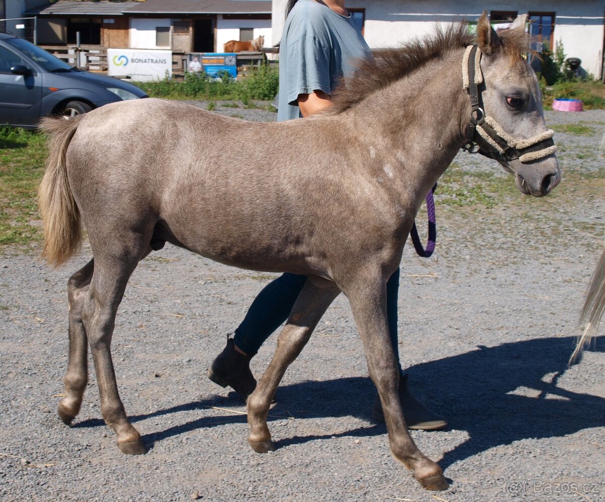 prodej ročního hřebečka Welsh pony, sekce B