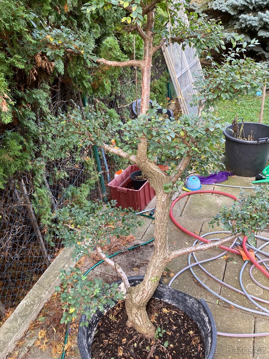 Solitéra, strom stromek, jilm, bonsaji