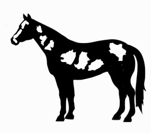 American Paint Horse