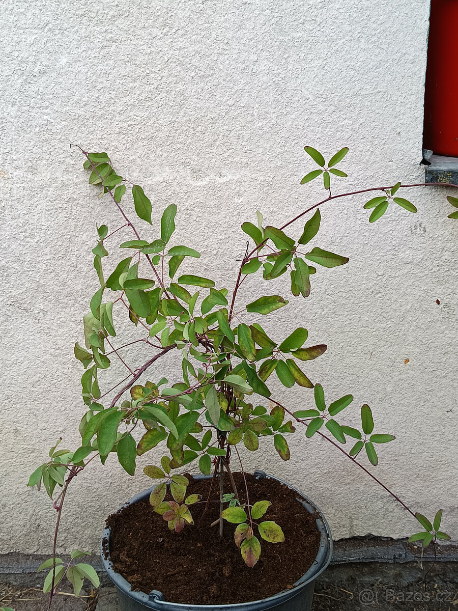 AKEBIE PĚTIČETNA - ČOKOLADOVA REVA