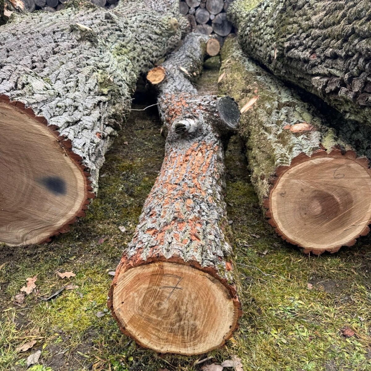Dubová kulatina na řezivo - dubové kmeny