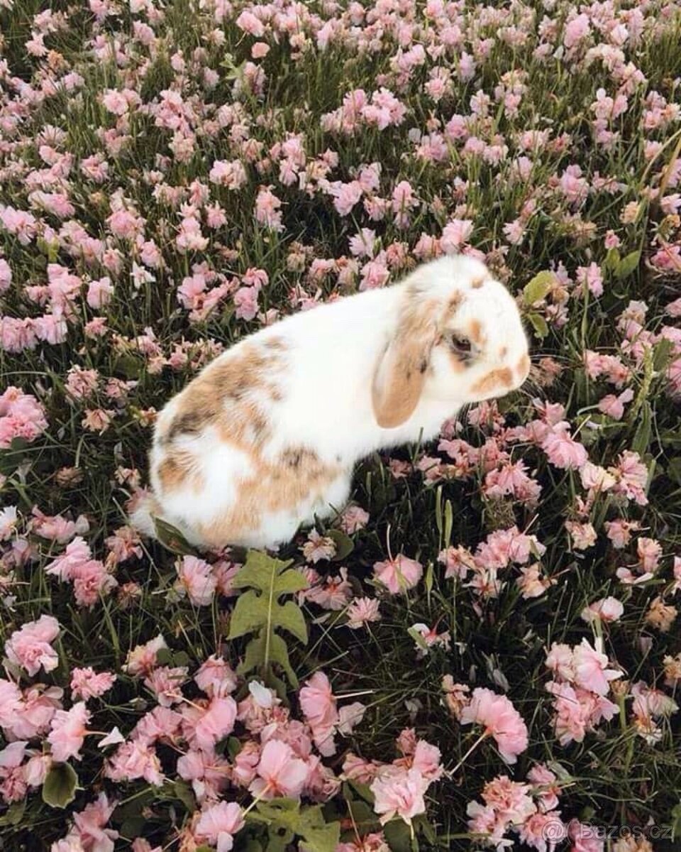 Sháníme hodného králíčka do milující rodiny 🐰❤️