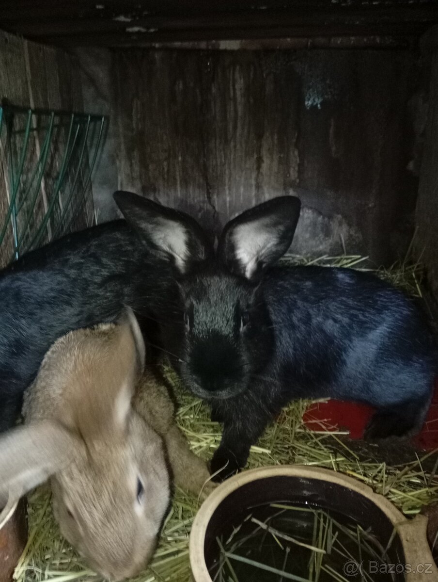 Vídeňský černý králík