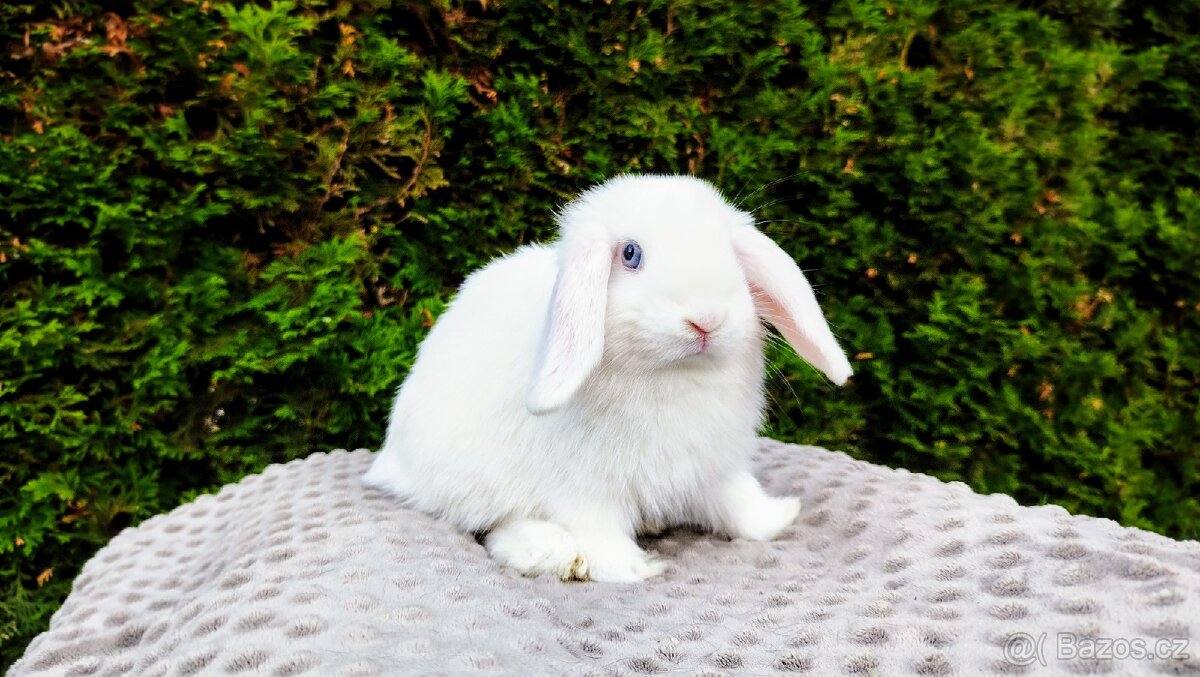 Zakrslý beránek, králíček, králík - TYMIÁN