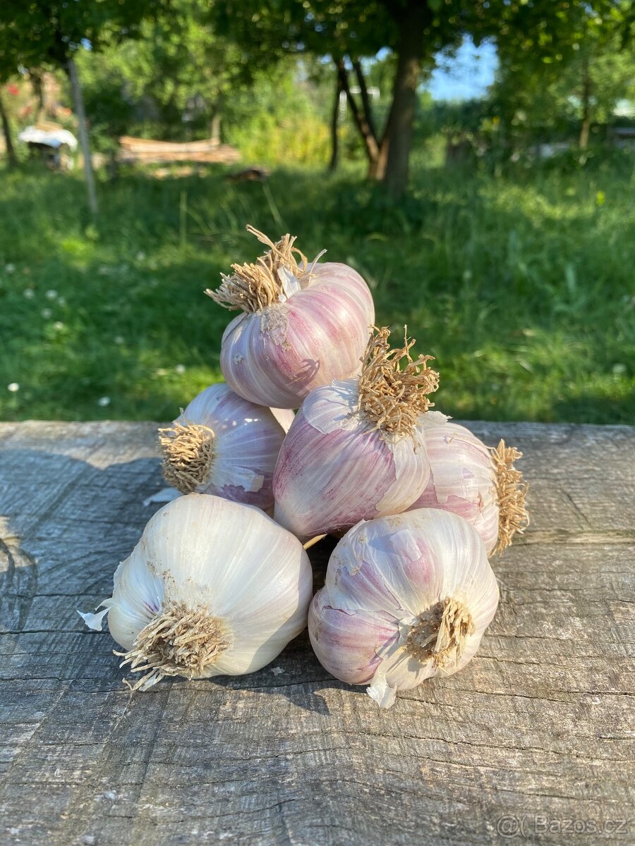 Česnek