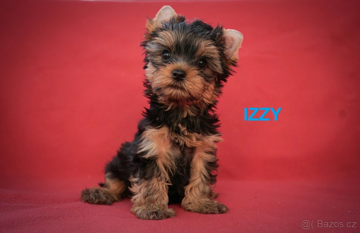 Yorkshire terrier - štěňátka s PP