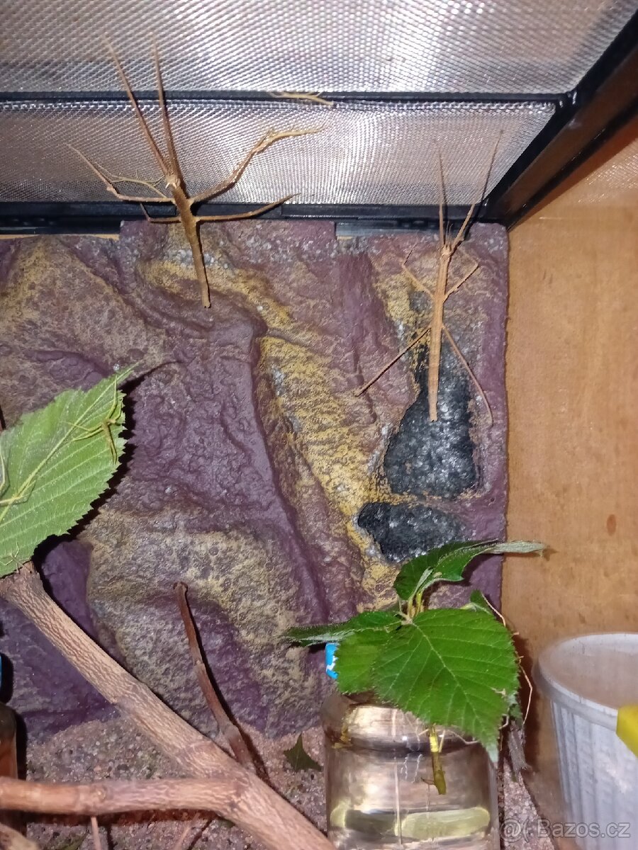 Pakobylka rohatá (strašilka)