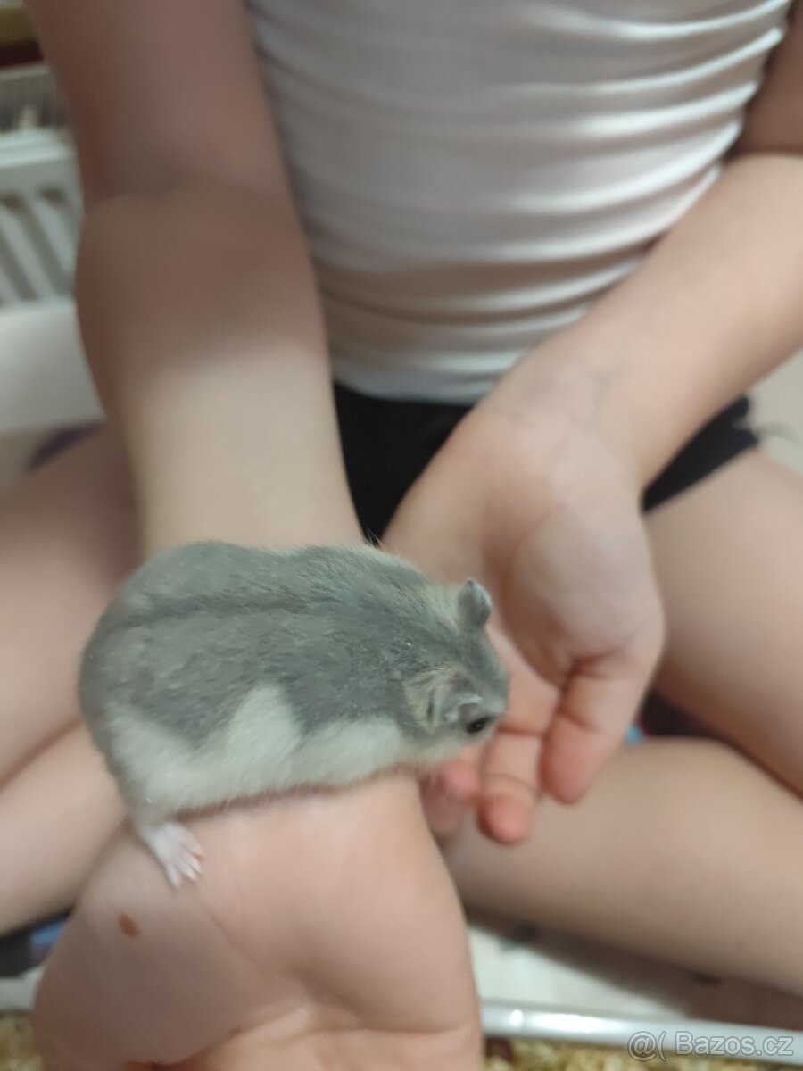 Křeček džungarský