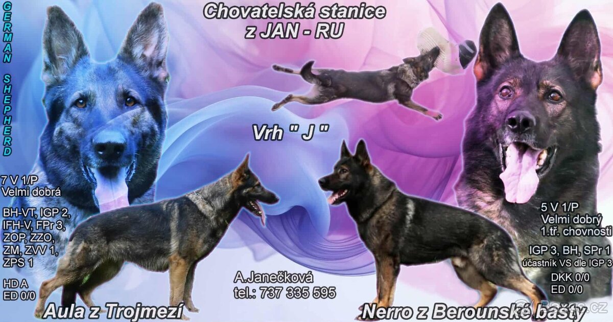 Prodám štěňata německých ovčáků s PP (FCI)