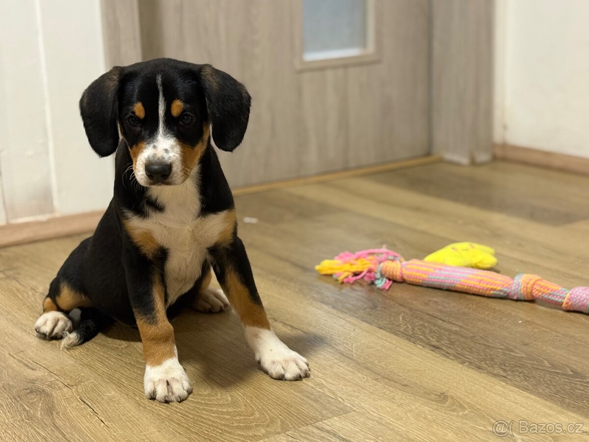 Entlebušsky salašnický pes - štěňátko