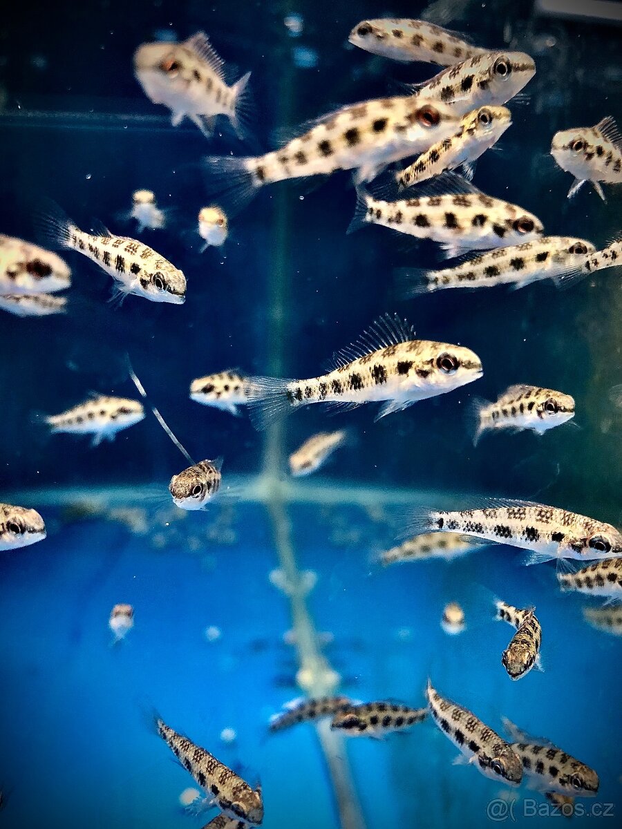 Hoplarchus psittacus,Dicrossus maculatus