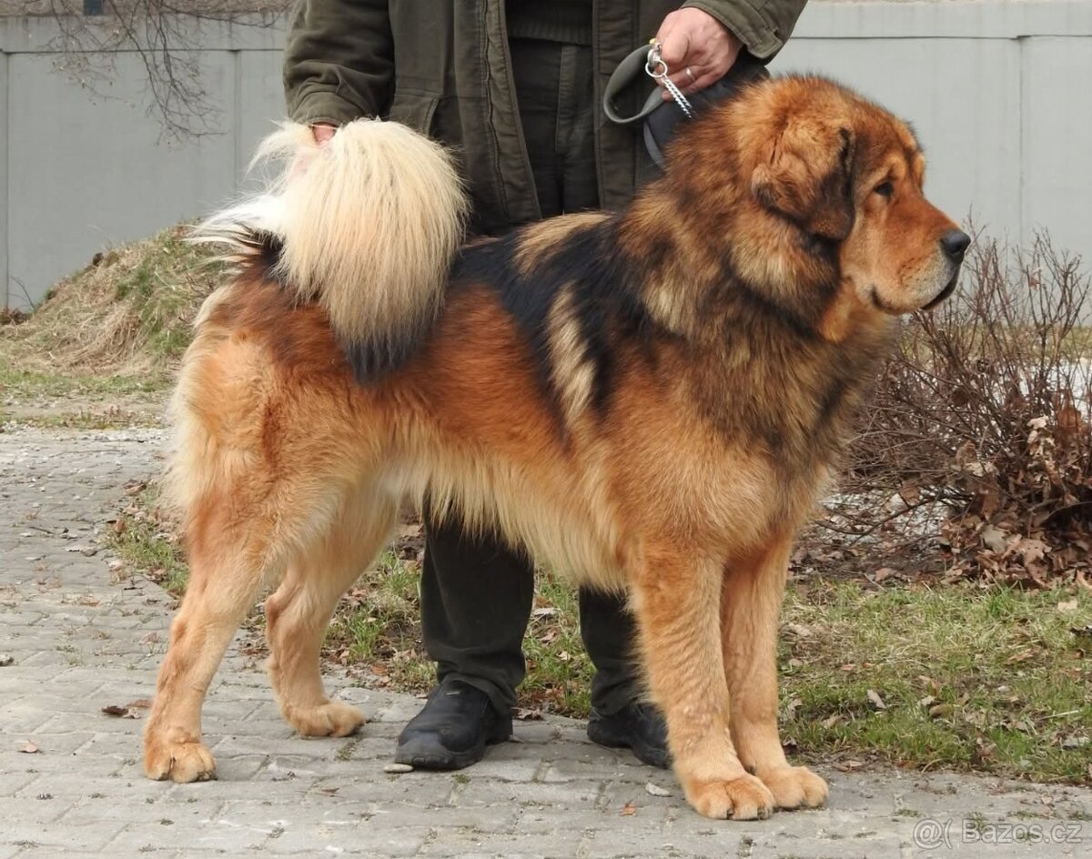 Tibetská doga štěňata s PP (FCI) 2025/26 black and  tan