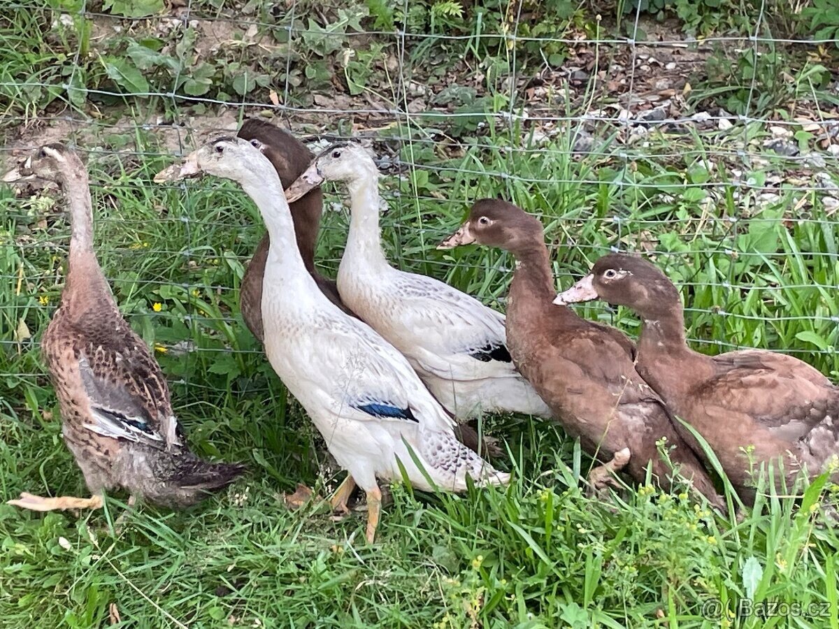 PRODÁM MLADÉ INDICKÉ BEŽCE KRÁSNÝCH BAREV