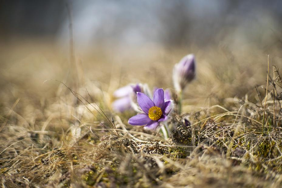 PANCOLAR auto 1,8 / 80 MC CARL ZEISS JENA.