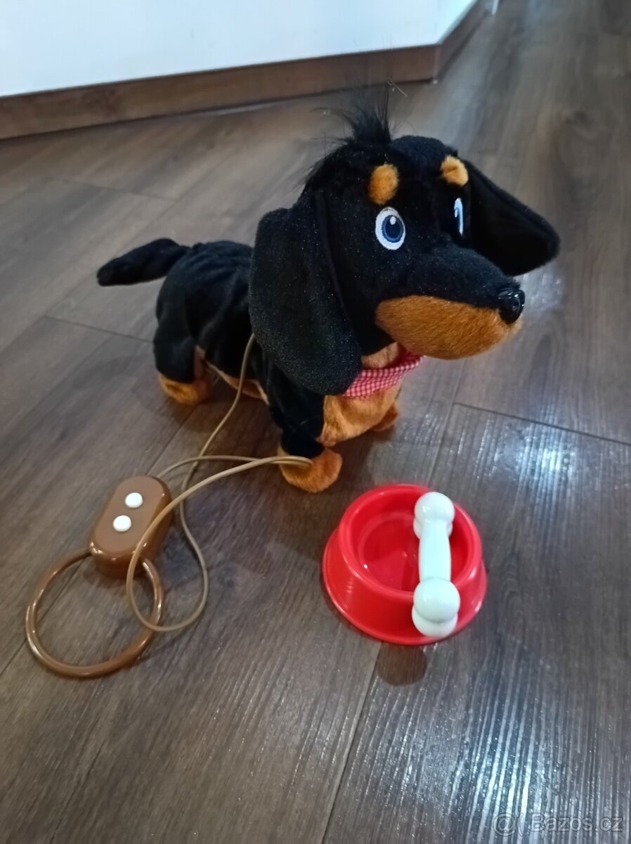 Štěňátko na procházce - jezevčík