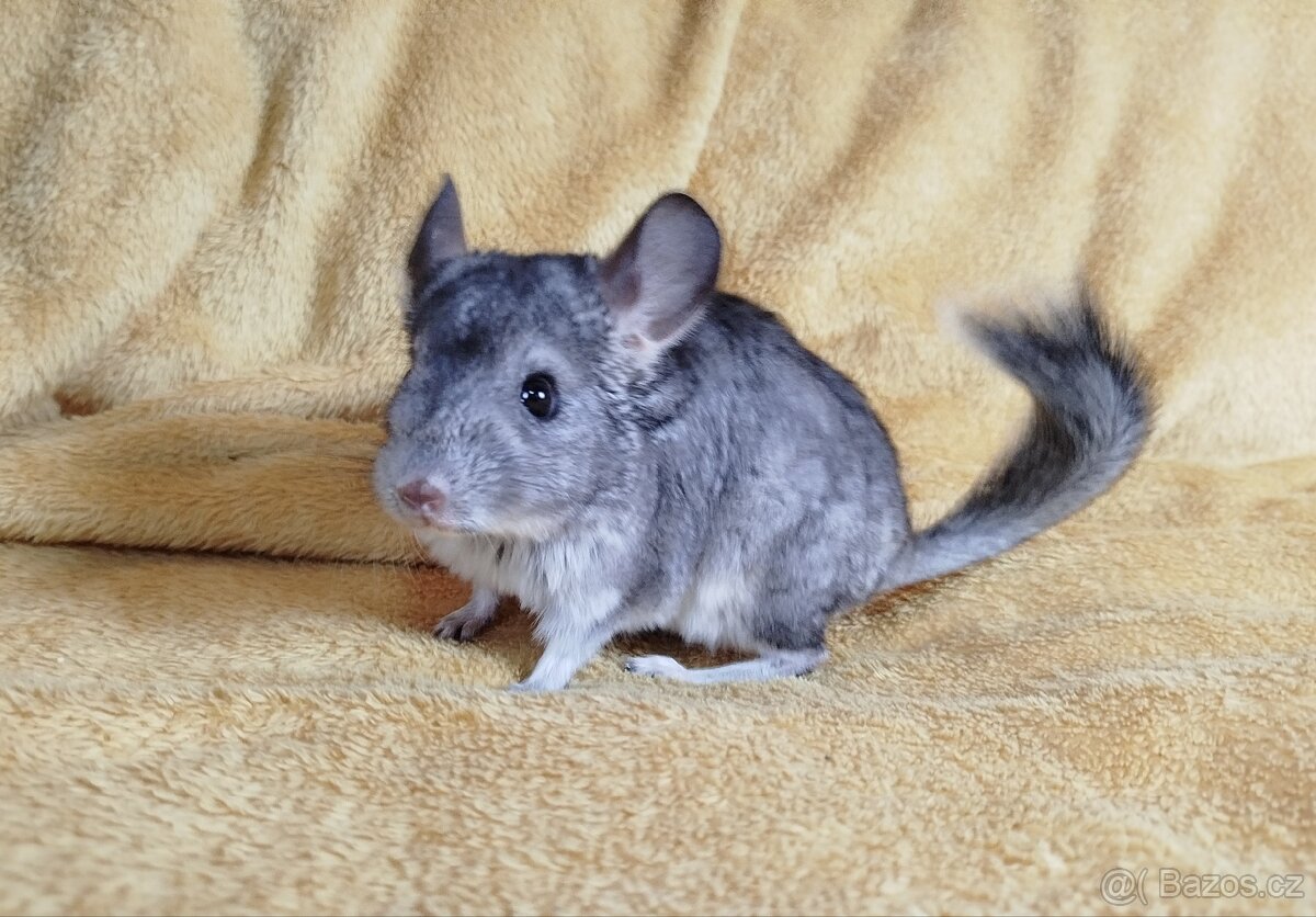 Činčila,Činčily,Činčilka-FIONA