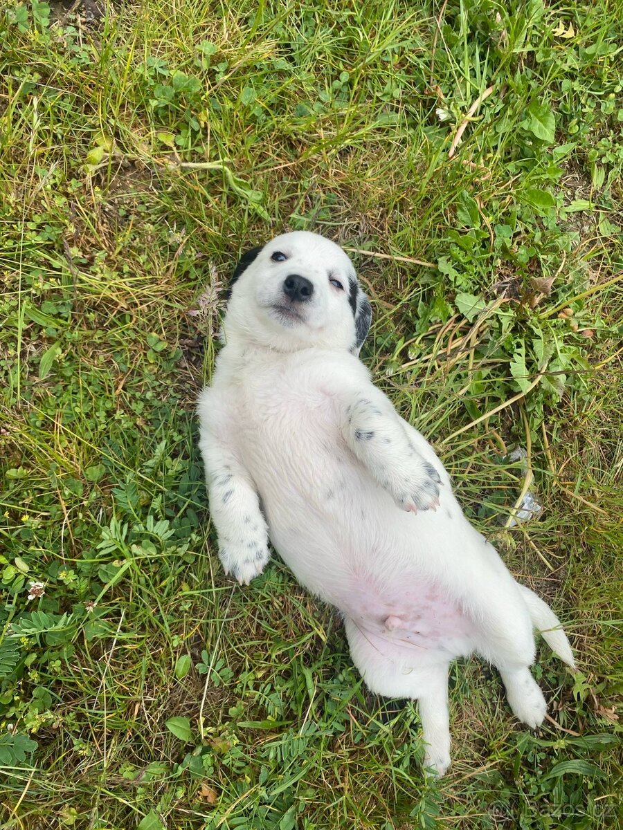 Jorkšírský teriér x Jack Russel bez pp