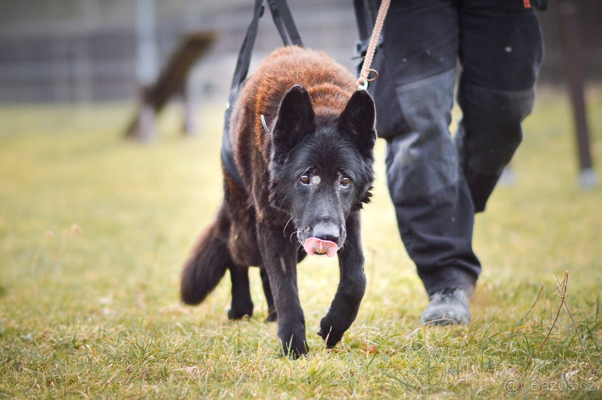 Rex - x Německý ovčák, akutní adopce, 12 let