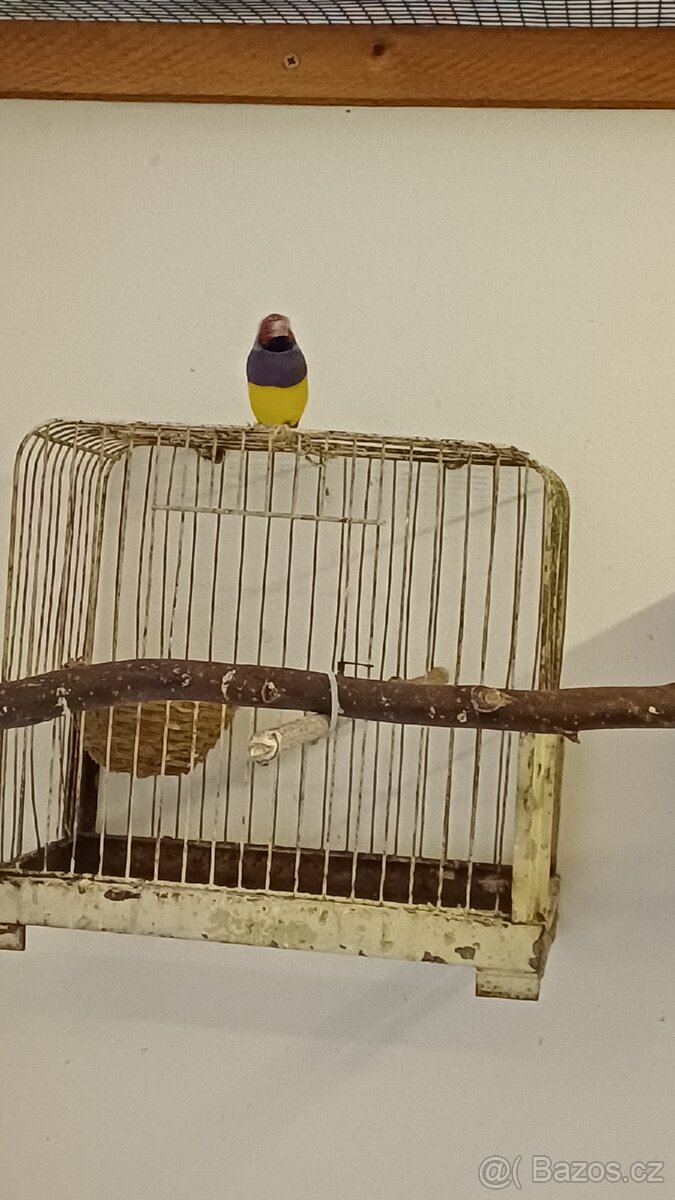 Amadina gouldové