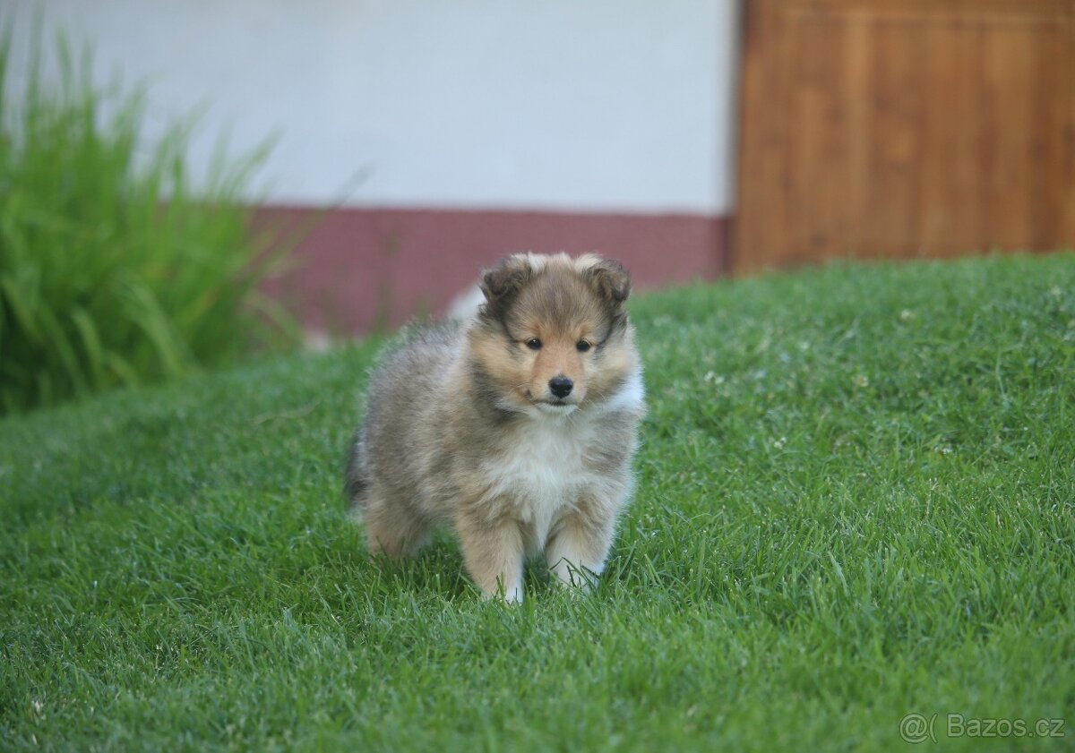 Sheltie
