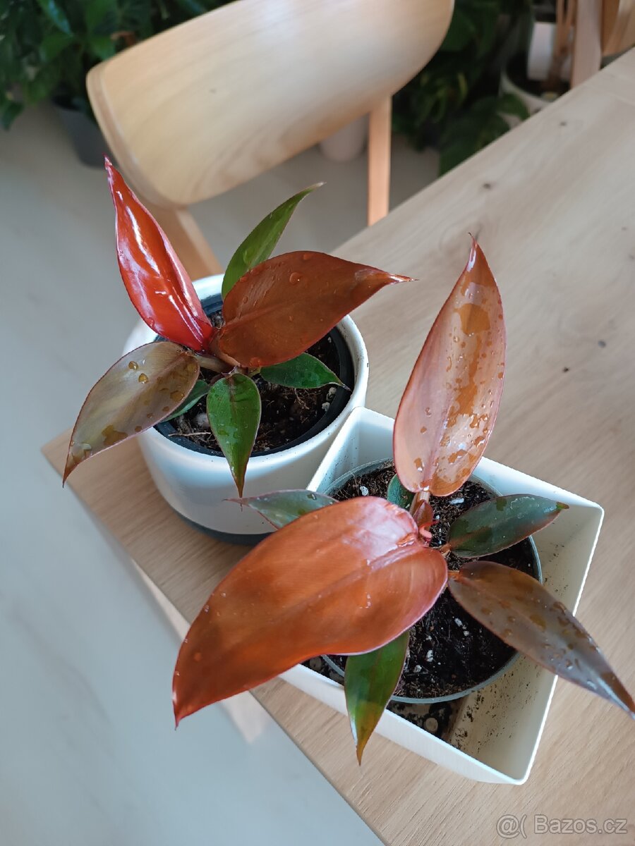 Philodendron Red Sun