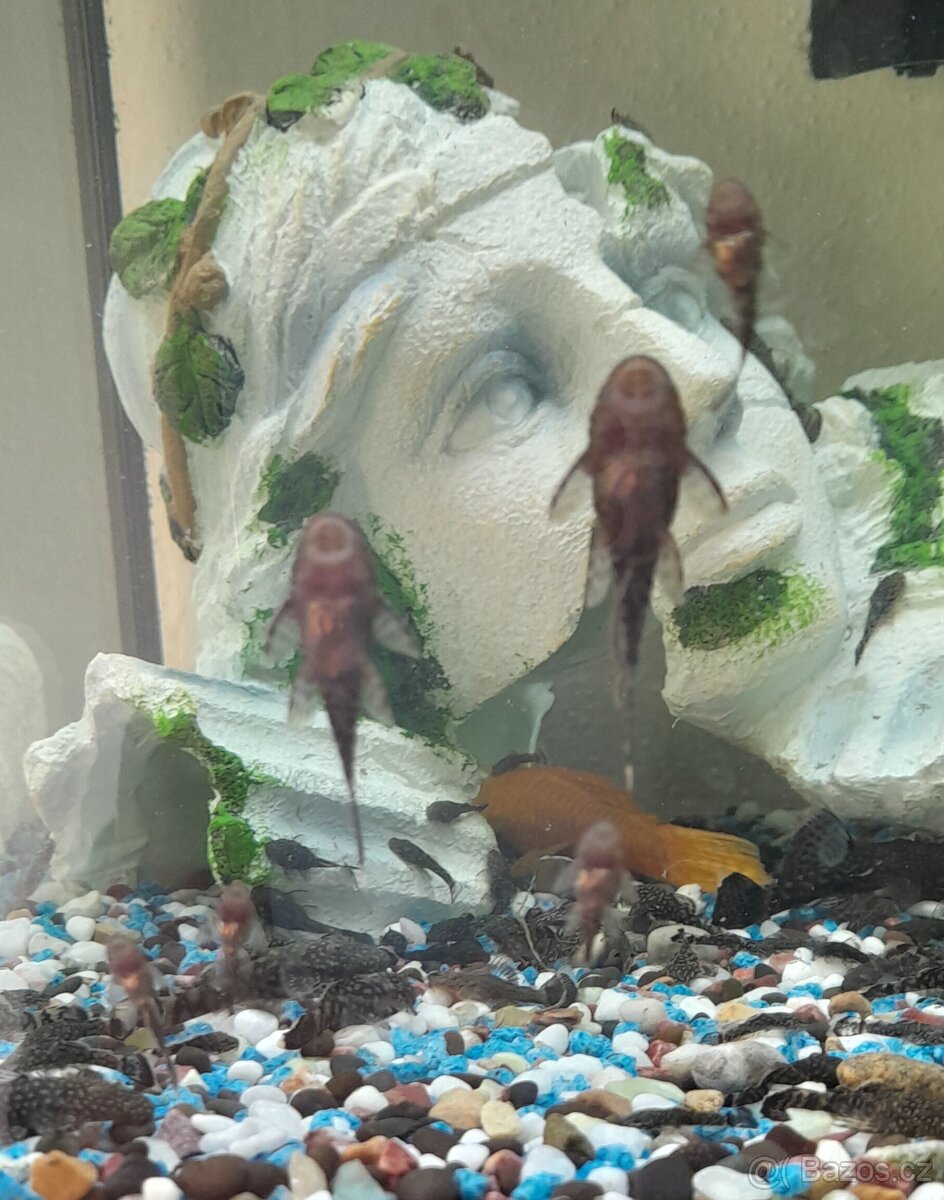 ANCISTRUS sp.
