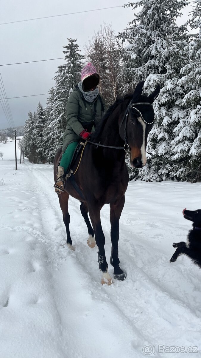 Prodává charakterního Anglického plnokrevníka 🤎