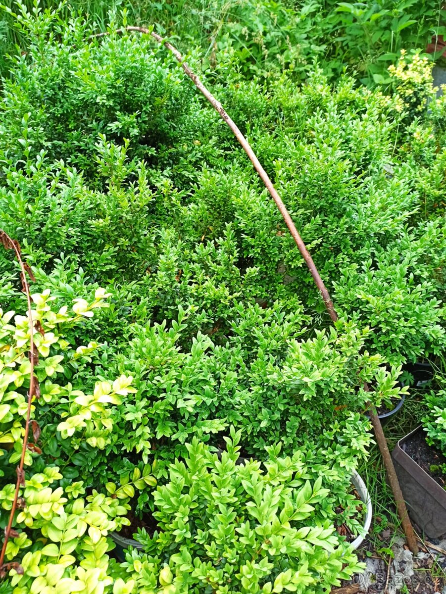 Buxus