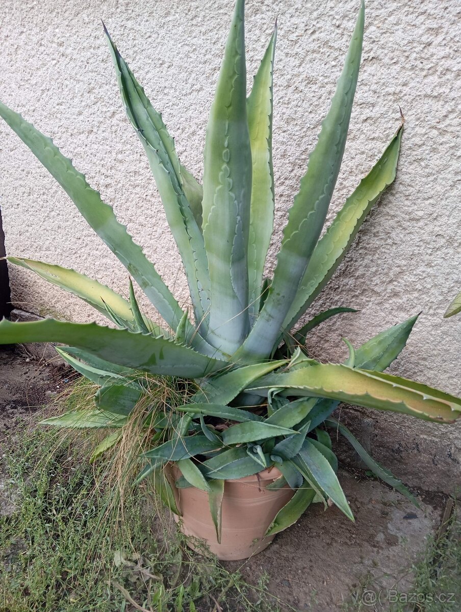 Prodám velkou aloe 90 cm