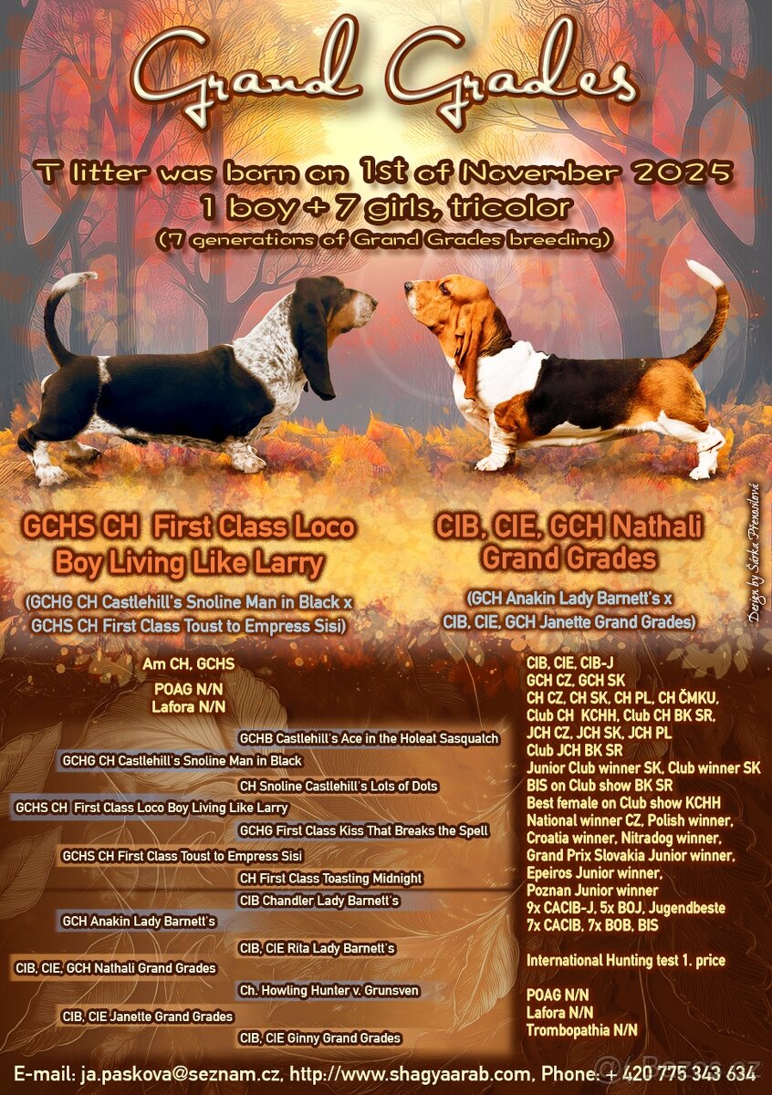 Basset hound štěňata