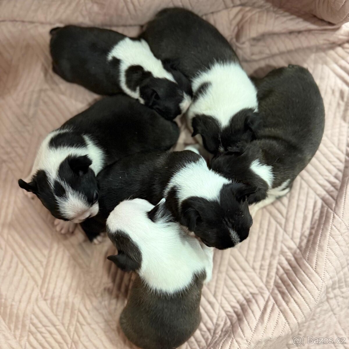 BOSTONSKÝ TERIÉR S PP