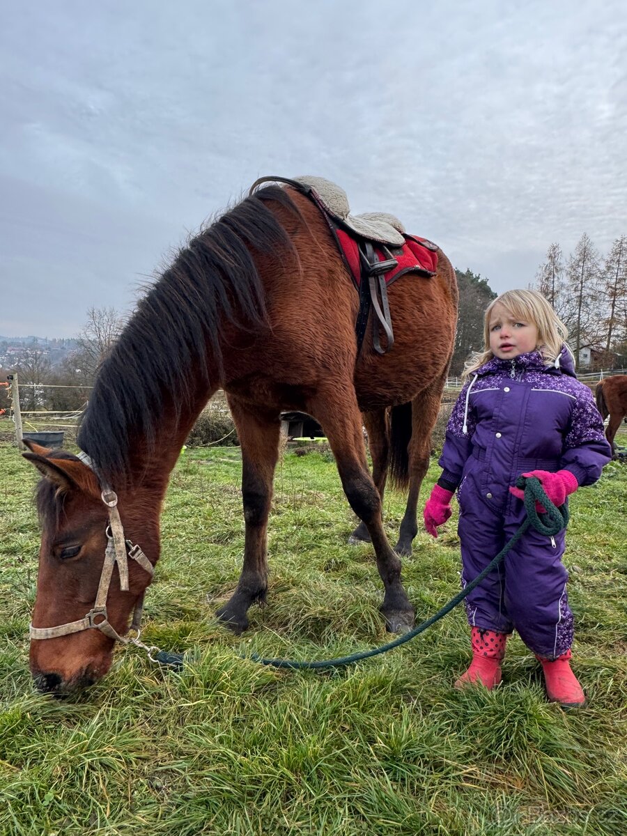 WPBR mohutný velký hřebeček
