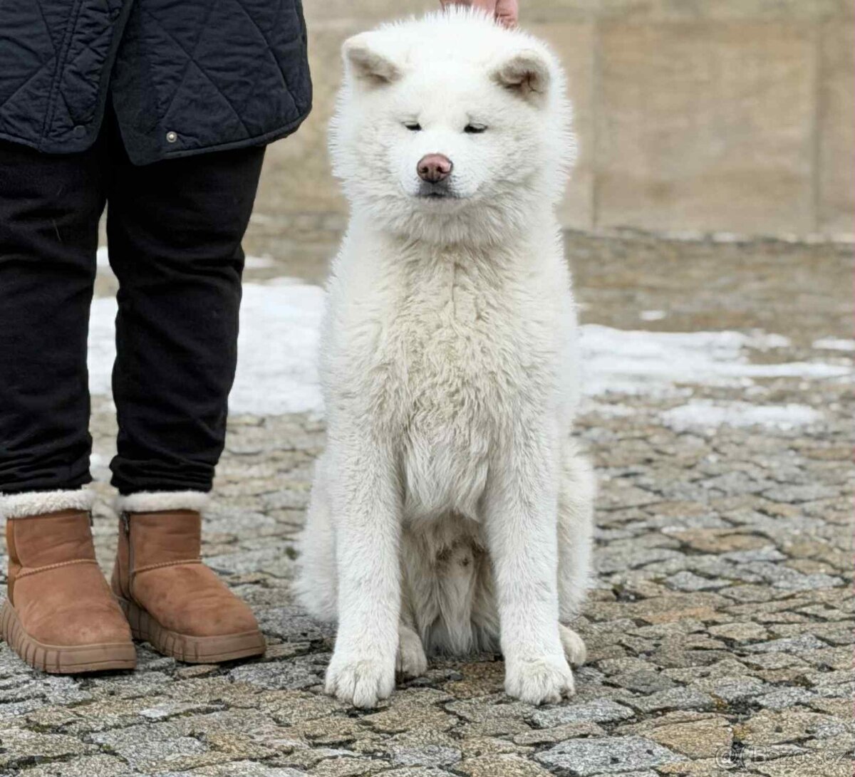 Akita Inu s PP
