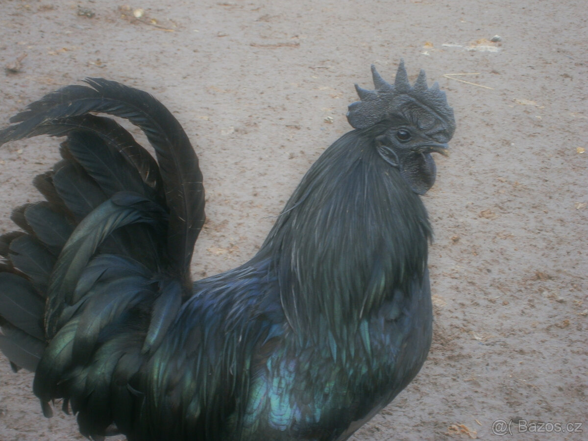 Ayam cemani