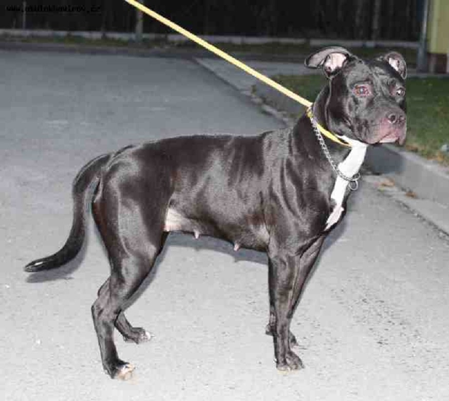 KELLY - kříženec Pitbulteriér - fenka 2 roky
