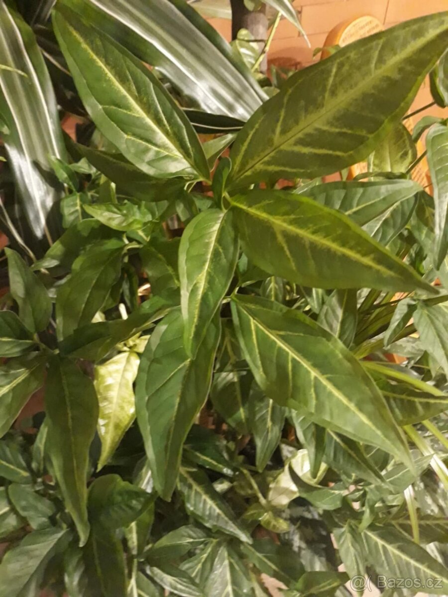 Syngonium Angustatum