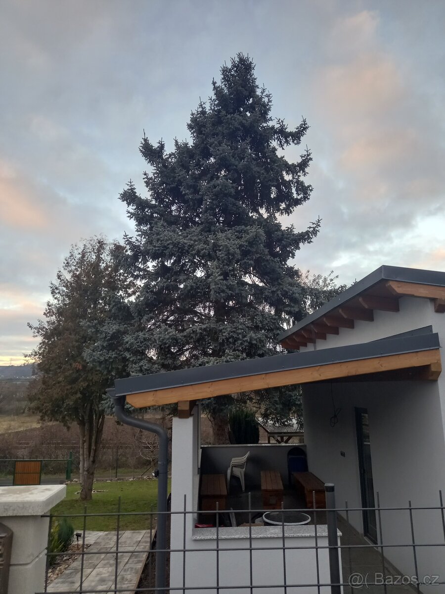 Větve stříbrný smrk