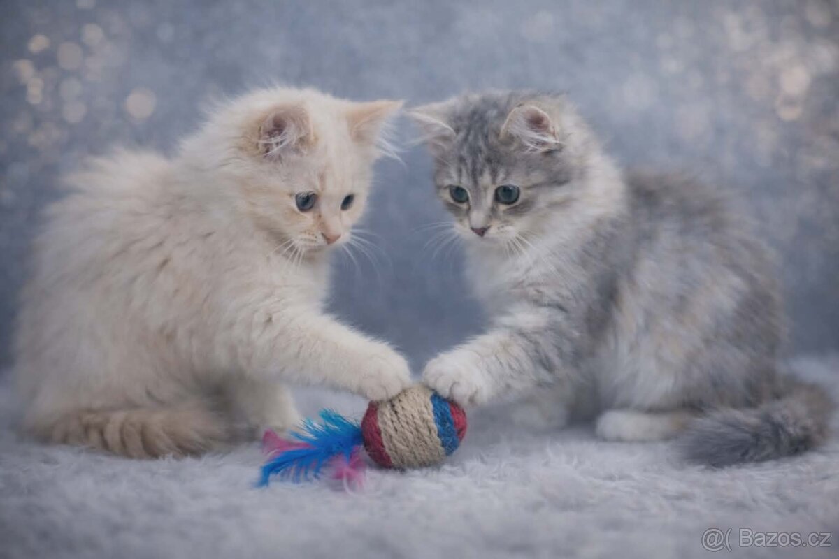 Sibiřská kočka s PP