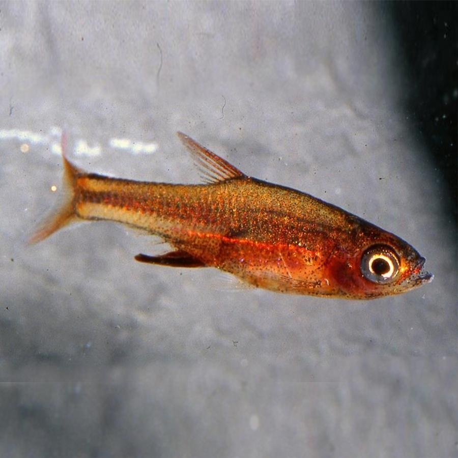 Razbora Axelrodova var.red