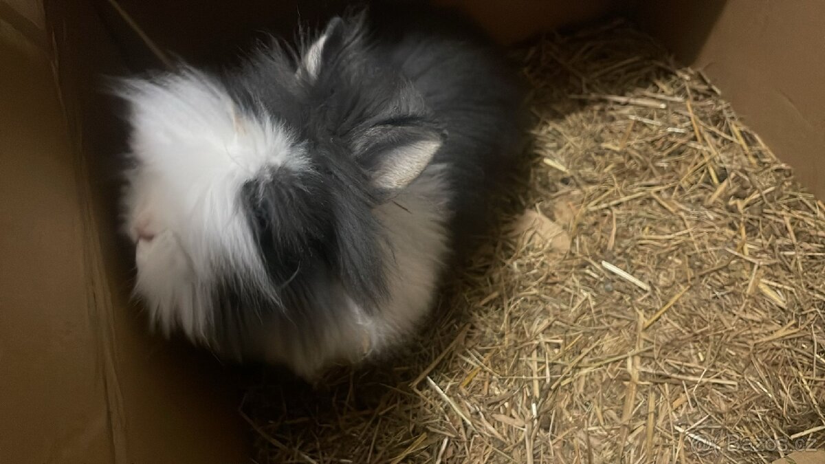 Prodám králíčka teddy samičku