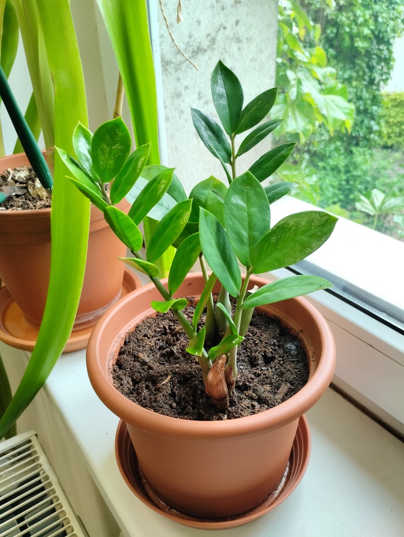 Mladý zamioculcas