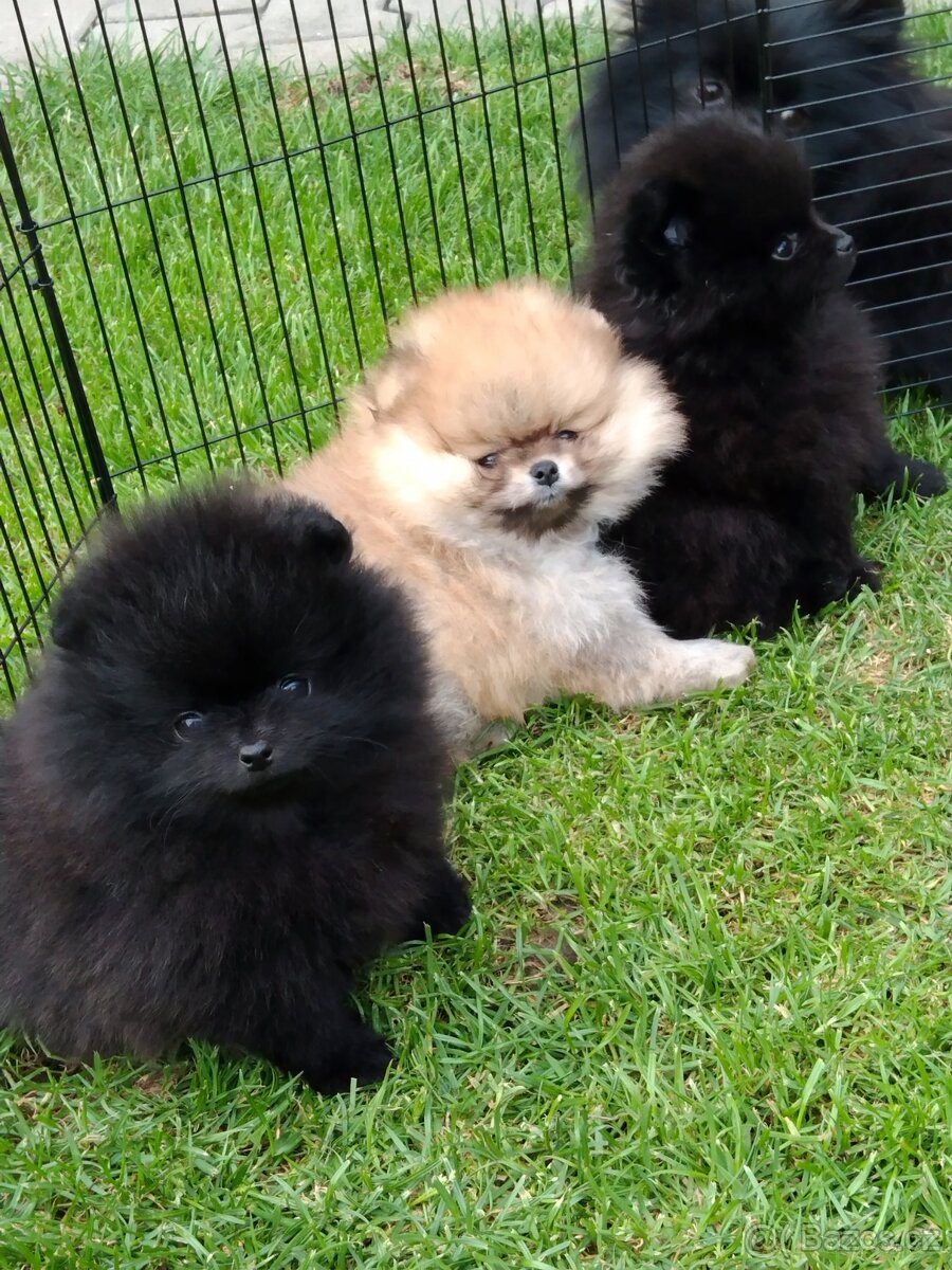 Pomeranian