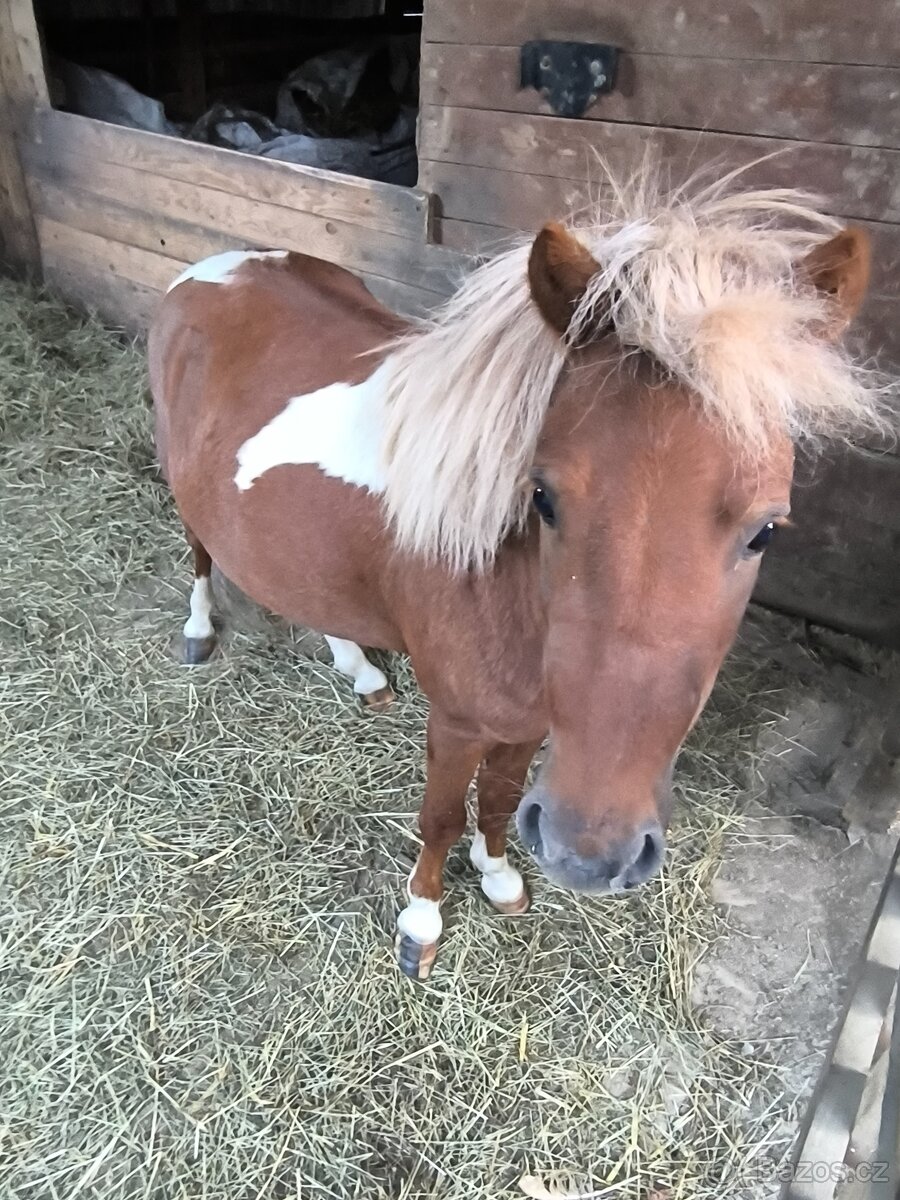 Pony