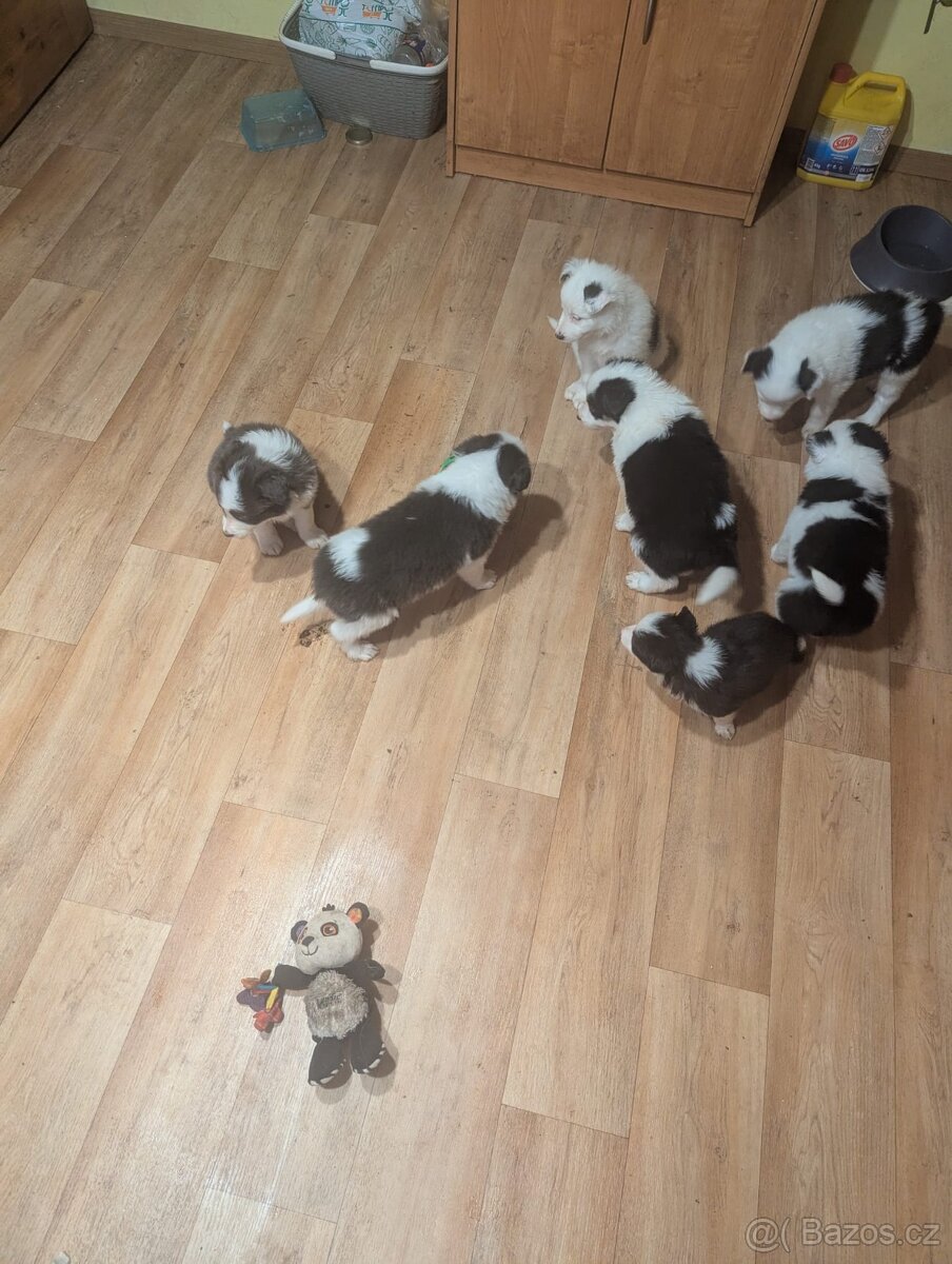 Štěnata Border kolie