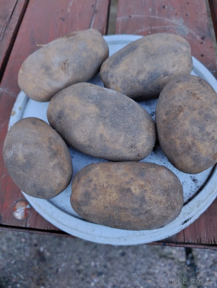 Brambory na uskladnění