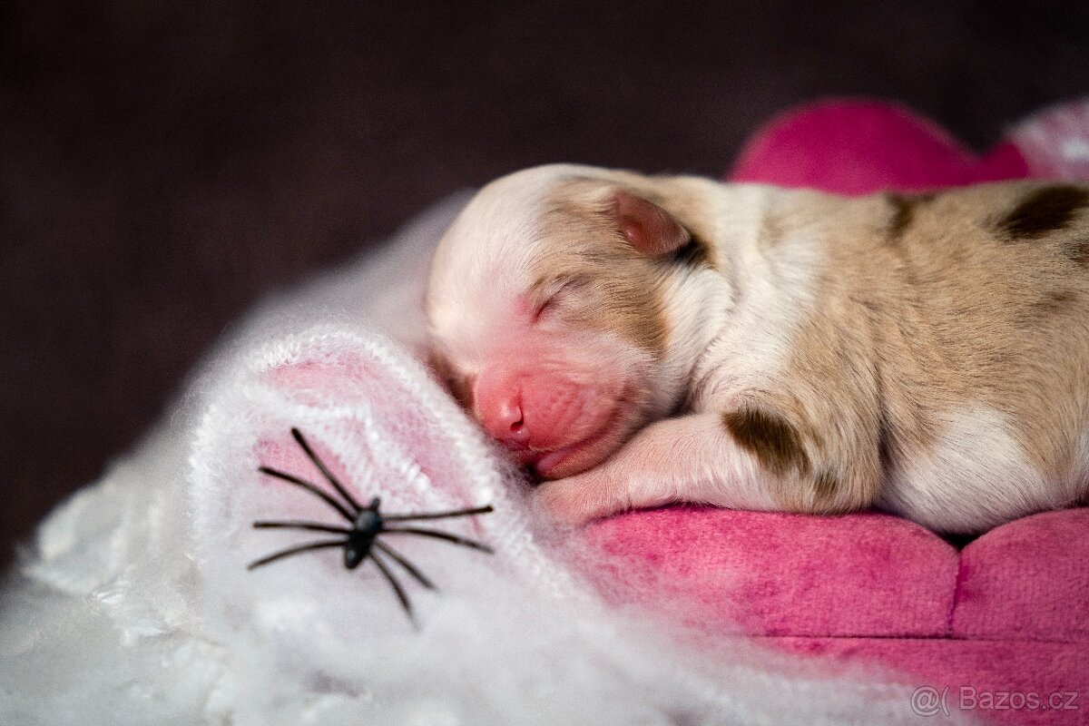 Miniaturní americký ovčák s PP - red merle holčička